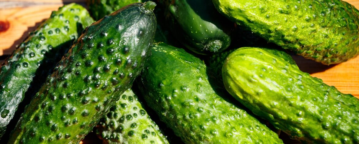 alexei_other-cucumbers-4698526_1920