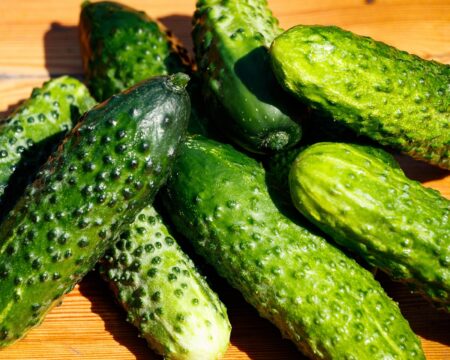 alexei_other-cucumbers-4698526_1920