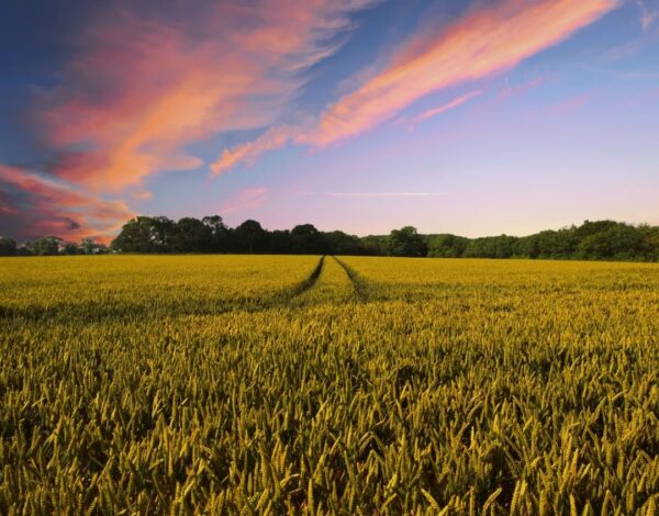 thedigitalartist-countryside-232678
